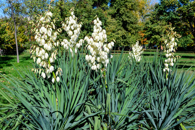 Yucca plants with many delicate white flowers.