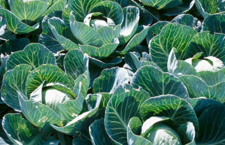 Cabbage plants.