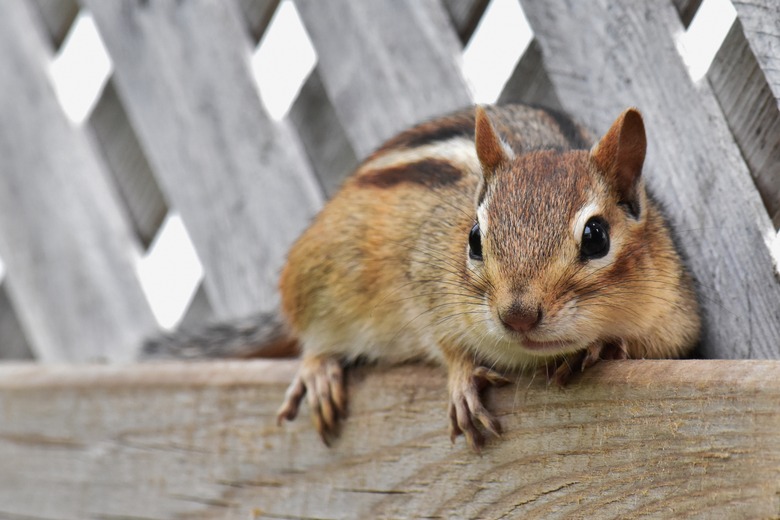 Chipmunk on wooden fence.