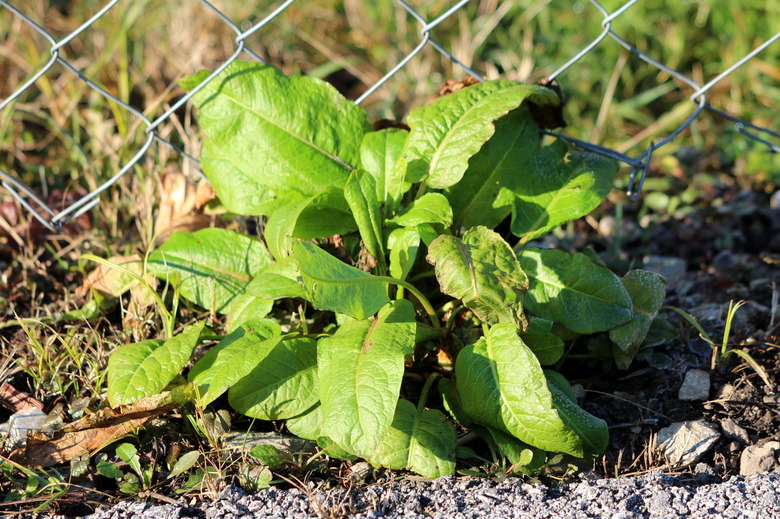 How to Kill Tuberous Rhizome Weeds | Hunker