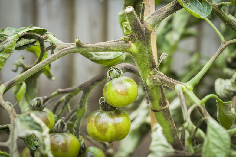 Tomato problems, blight.