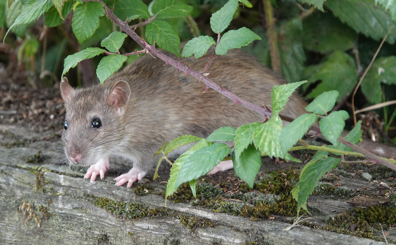 A brown rat peering out from under a thorny bush.