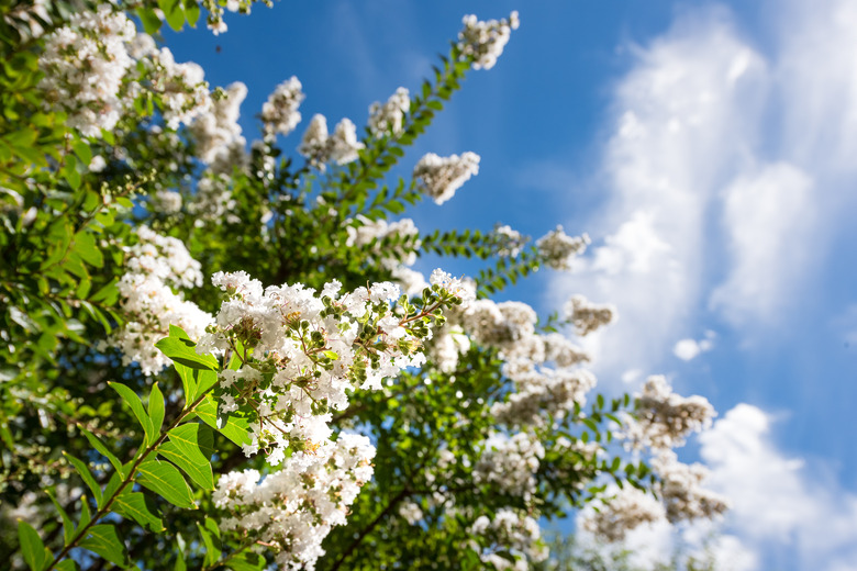 Beautiful crepe myrtle blooms in morning light with blue sky in background. Crepe myrtle or Lagerstroemia indica or Saru-suberi.