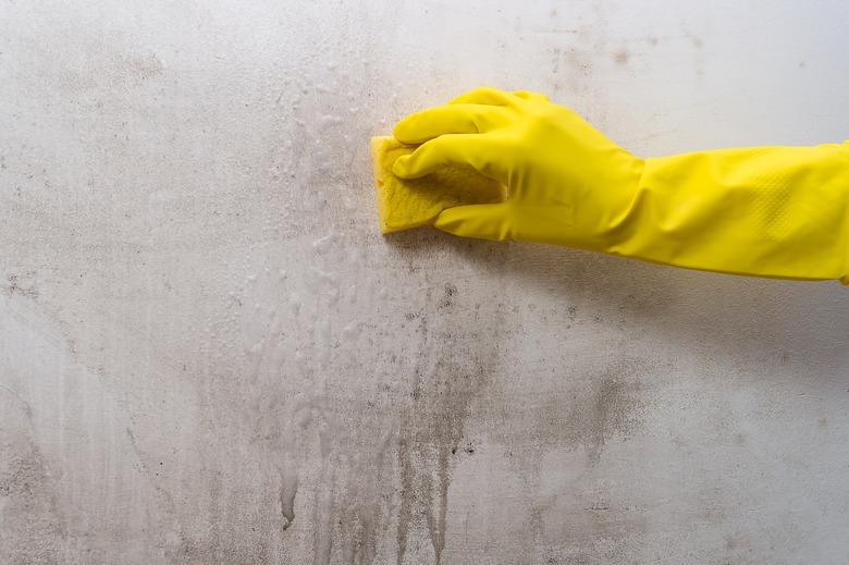 Cleaning mold off a wall.