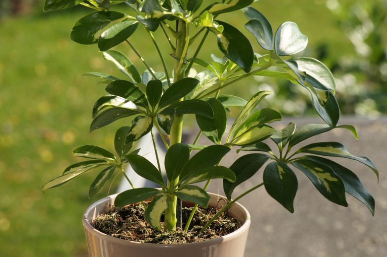 Schefflera arboricola in a flower pot.