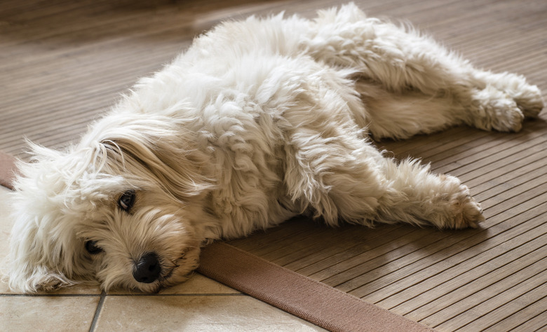 White dog relaxing