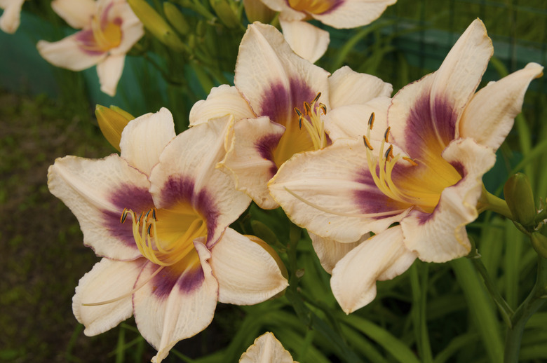 hemerocallis