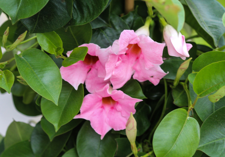 mandevilla plant or Rocktrumpet (Mandevilla sanderi)