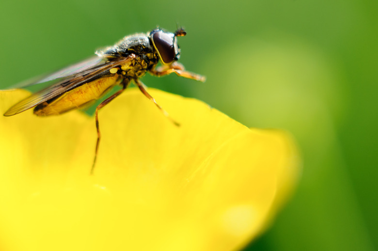 A gnat is resting on a buttercup.