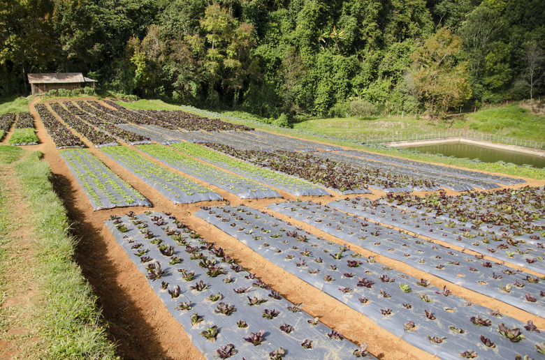 Organic Garden