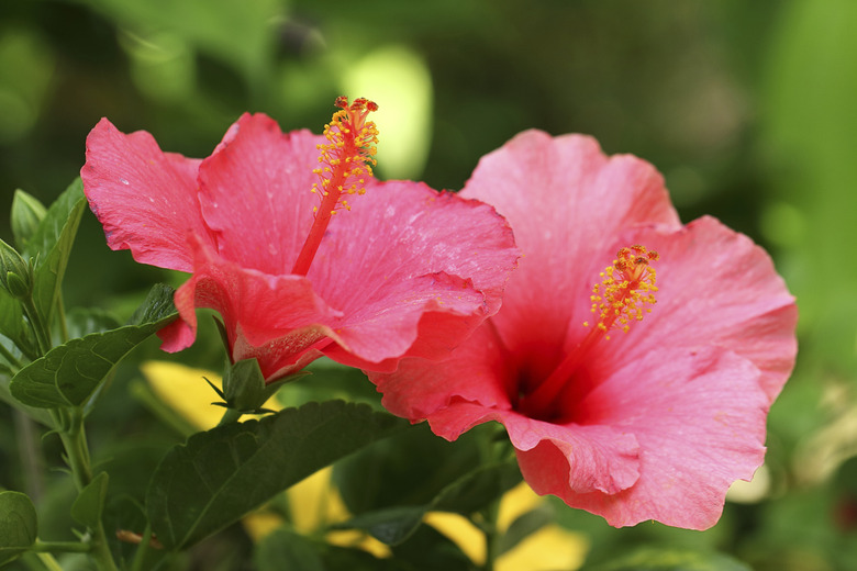 Hibiscus flower.