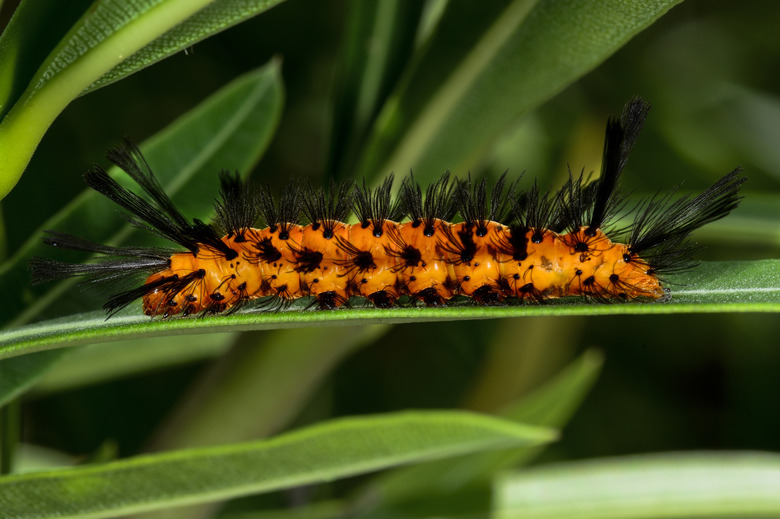 polka-dot wasp moth, big pine key