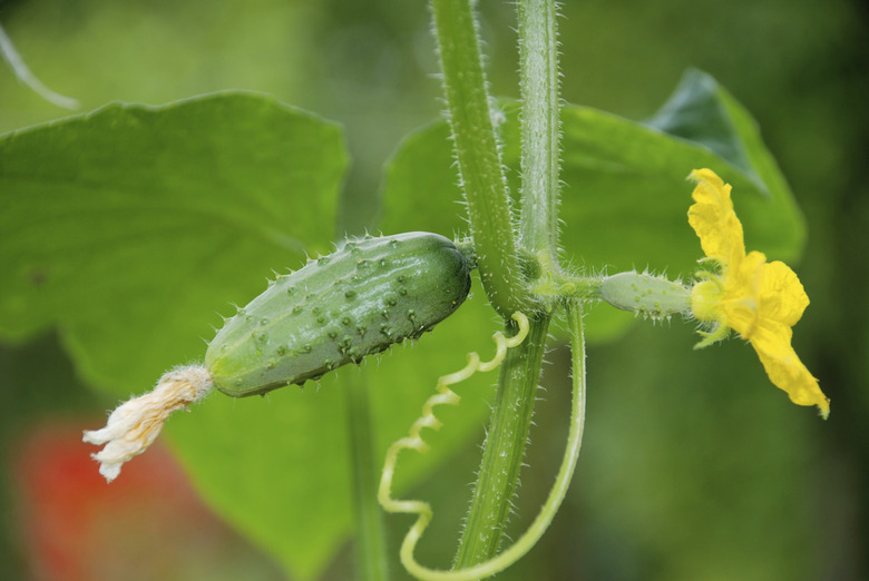 Cucumber