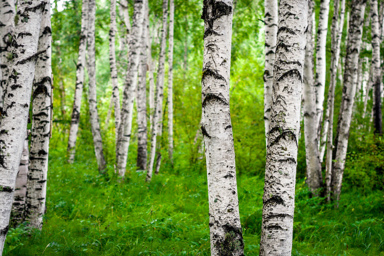 Spring birch grove