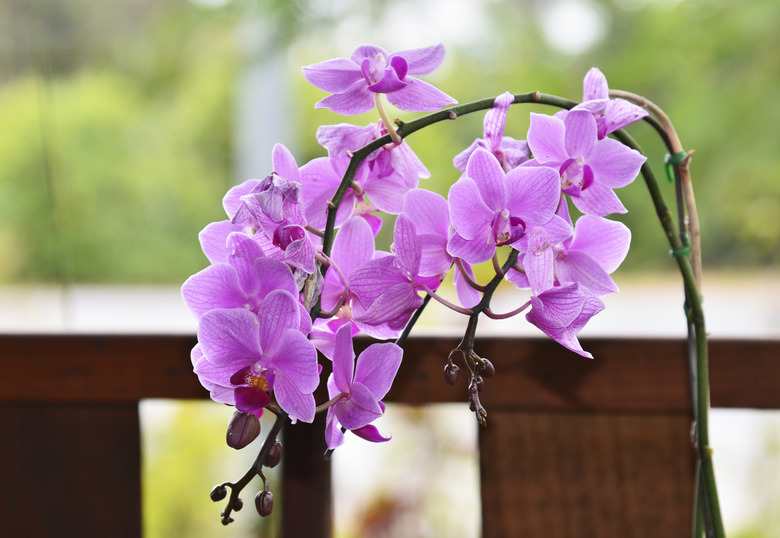 Beautiful purple orchid