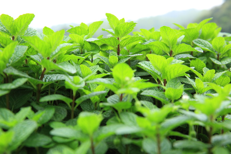 mint plants