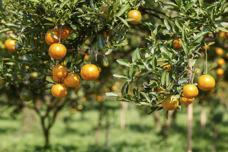 orange tree