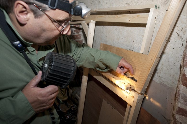 Man finding bat droppings in loft space of old building prior to redevelopment, Norfolk, UK