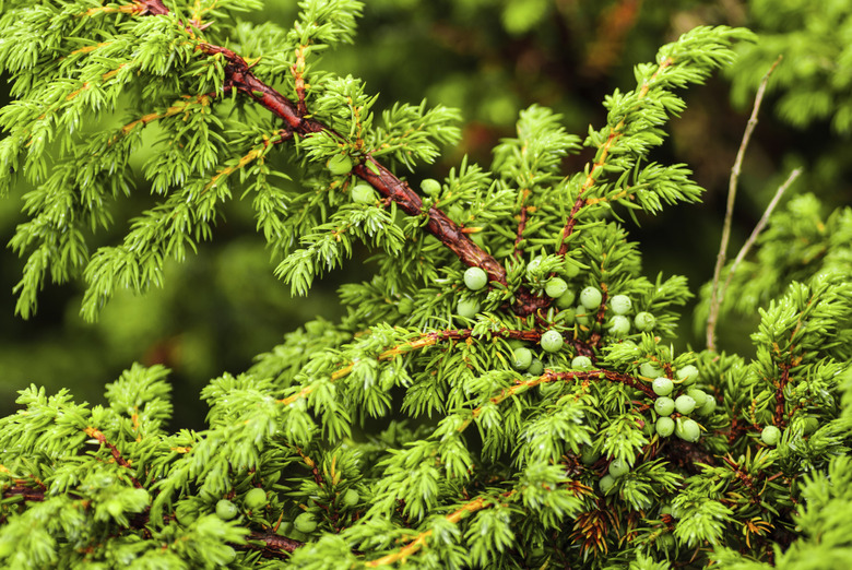 Green juniper