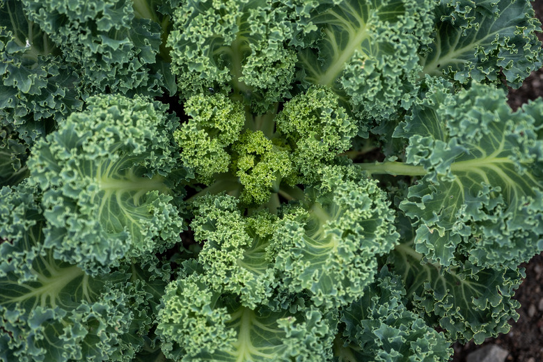 View from above of growing kale