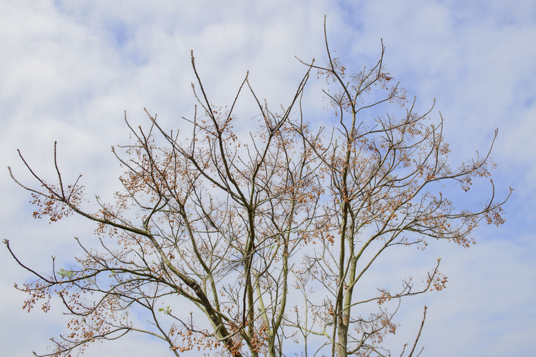 Melia azedarach in fall