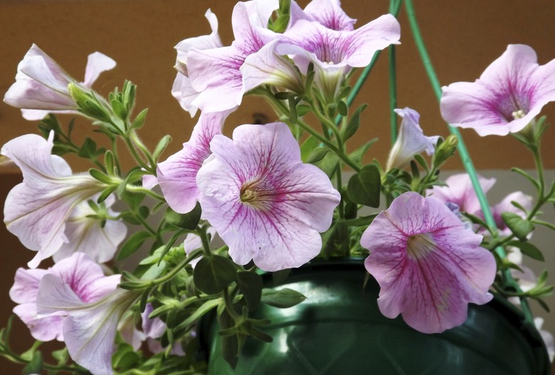 Pink petunia