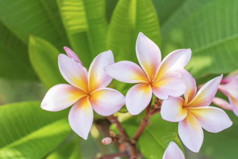 Close up of Frangipani.