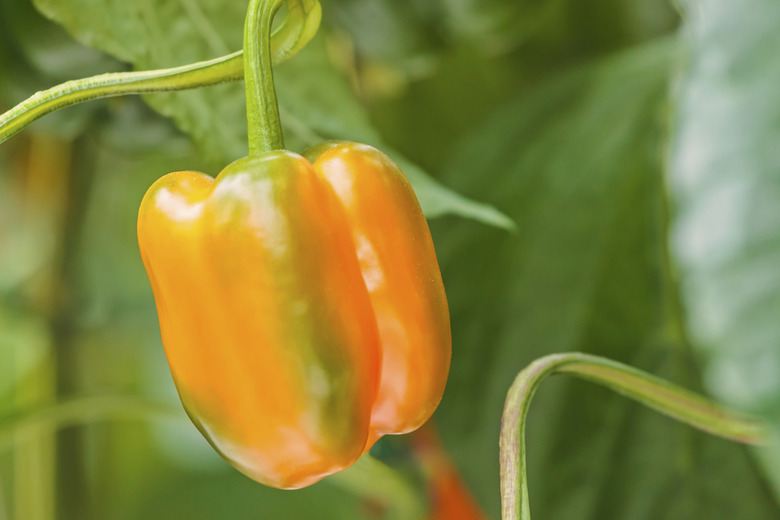 Orange bell pepper in a greenhouse