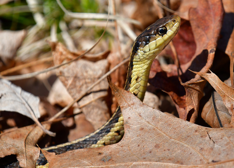 Garter snake behind leaf.