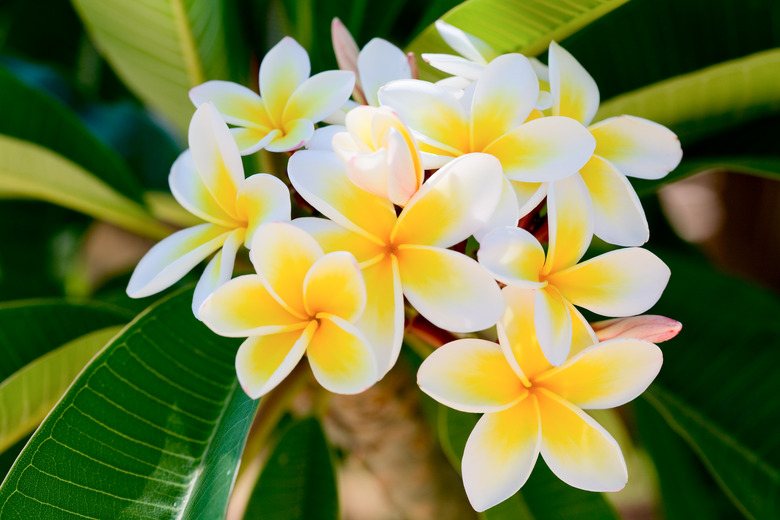 frangipani (plumeria)