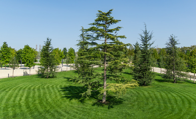 Beautiful Lebanon Cedar tree (Cedrus libani) with group of young lebanon cedars on lush green lawn in public landscape city Park Krasnodar or Galitsky Park in sunny autumn 2020