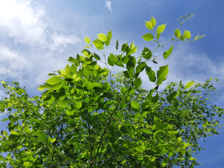 Dalbergia sissoo tree in blue sky background.