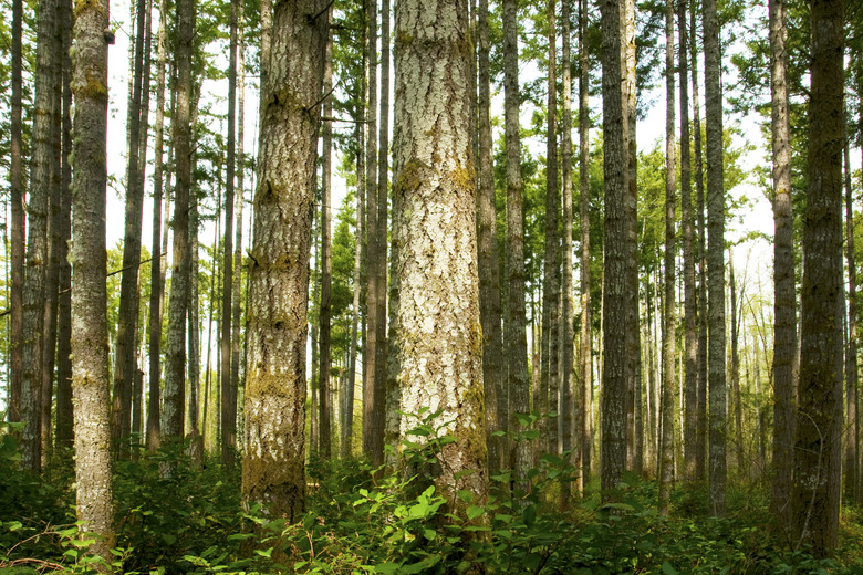 Pacific Northwest forest and Douglas fir trees