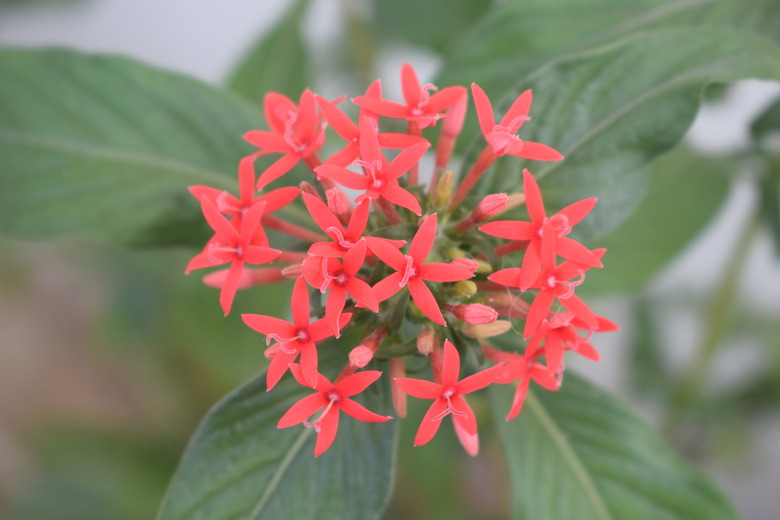 Bright, star shaped, cluster of flowers of Pentas plant in full bloom. Pentas lanceolata. Rubiaceae family.