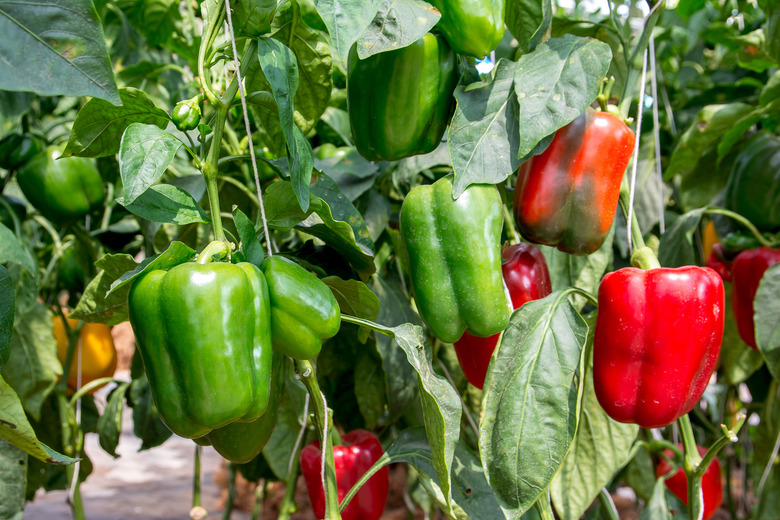 Green and Red Sweet pepper Tree in garden,Bell peppers