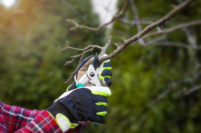 Gaerdener with Scissors in his hand and Cutting trees. Spring work in the garden. A man has wearing red shirt. In the background are green trees