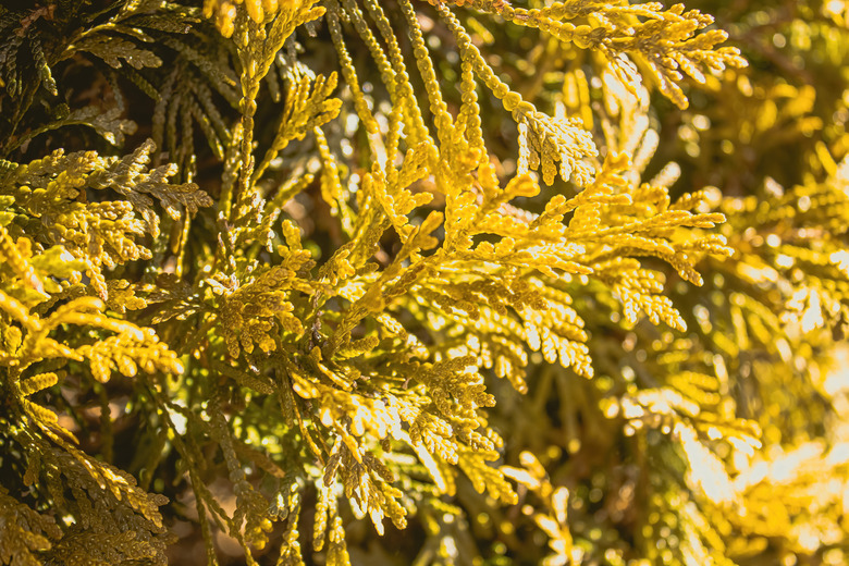 Evergreen conifer with yellow foliage up close