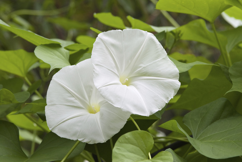 White Morning Glory Flowers