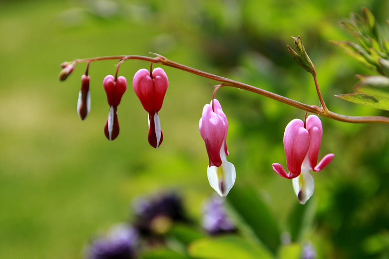 Bleeding Heart