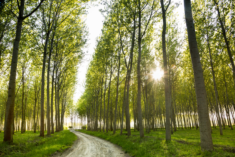 dirt road through poplar trees