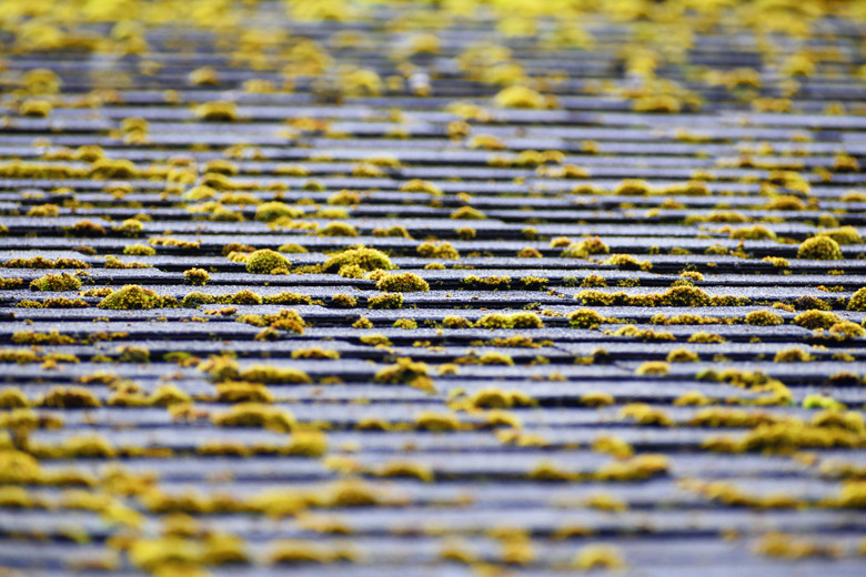 Surface of grey asphalt shingles roof overgrown with moss