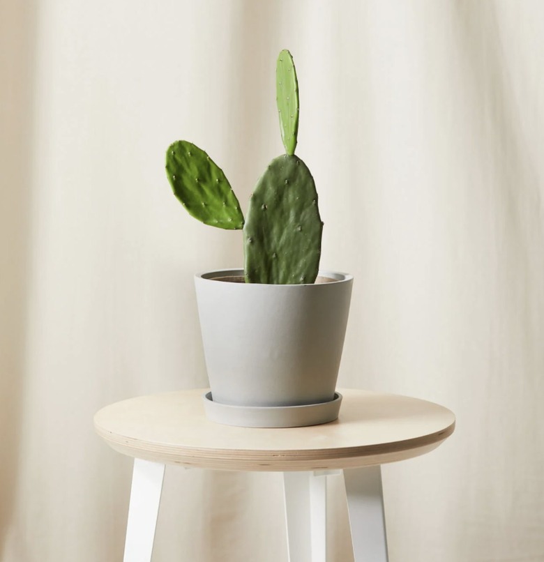 Prickly Pear Cactus Plant in stone colored planter