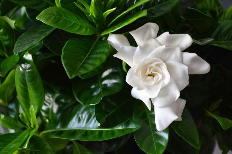 Close up of white gardenia flower. Blooming Cape Jasmine. The Gardenia Jasminoides.