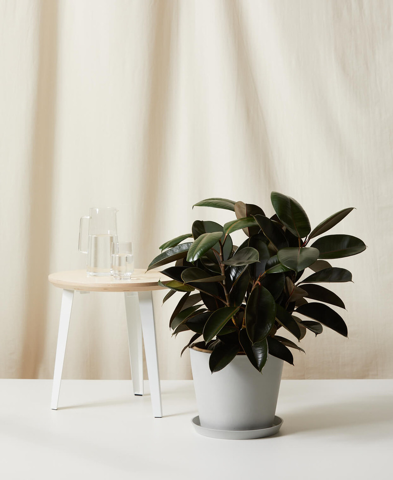 sustainable home decor with potted rubber tree next to a stool