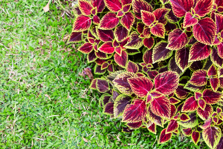 coleus blumei