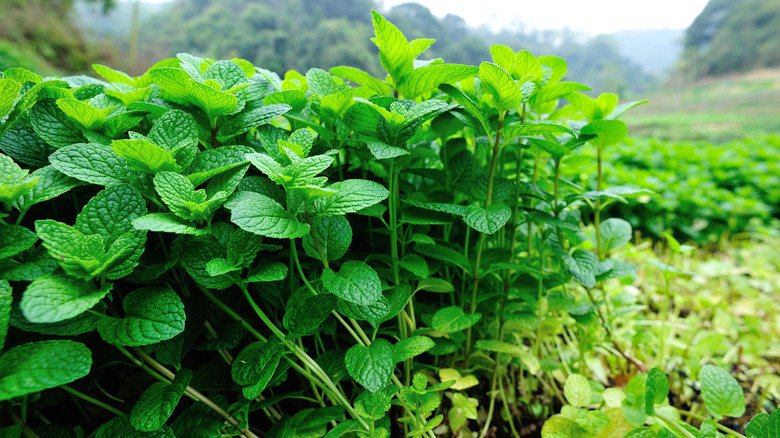 Green mint plants grow at vegetable garden