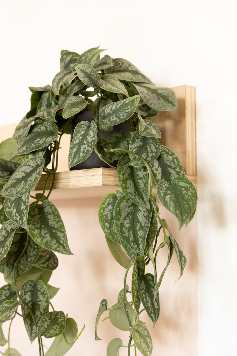 pothos plant