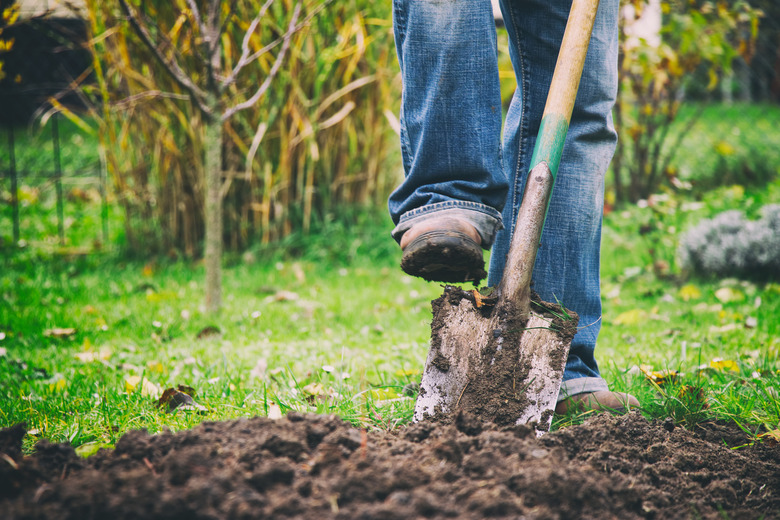 Digging in a garden with a spade