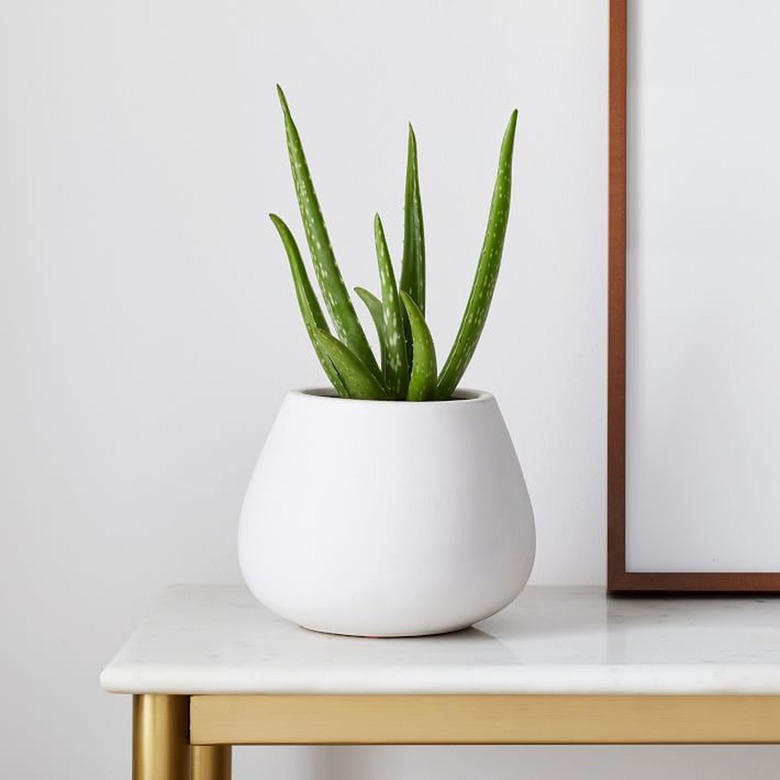 Aloe Vera Plant in white planter