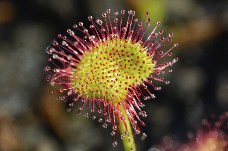 Round-leaved Sundew -Drosera rotundifolia- leaf blade with secretion tentacles, Bavaria, Germany